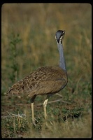 : Eupodotis senegalensis ssp. canicollis; White-bellied Bustard