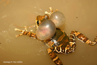 : Trachycephalus venulosus