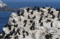 : Phalacrocorax penicillatus; Brandt's Cormorant