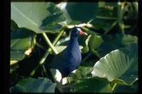 : Porphyrula martinica; Purple Gallinule