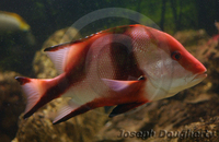 : Lutjanus sebae; Red Emperor Snapper