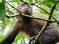 : Cebus apella; Macaco-prego