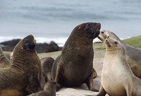 : Phocartos hookeri; Hooker Sea Lion