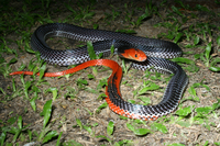 : Bungarus flaviceps; Red-headed Krait