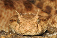 : Cerastes cerastes cerastes; Horned Viper