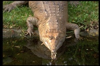 : Tomistoma schlegelii; False Gharial