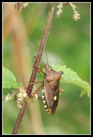 : Pentatoma rufipes