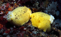 : Anisodoris nobilis; Pacific Sea-lemon