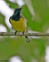 Olive-backed Sunbird