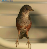 되지빠귀 Turdus hortulorum