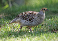 Gray Francolin