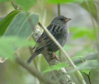 Grey Bunting » Emberiza variabilis