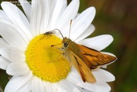 Stor bredpande (Ochlodes faunus ) Foto/billede af
