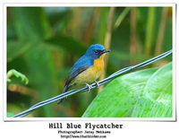 Hill Blue-Flycatcher [Cyornis banyumas]