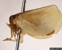 Acanalonia bivittata