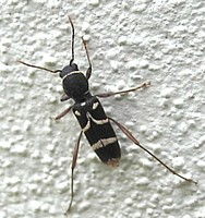 Clytus lama