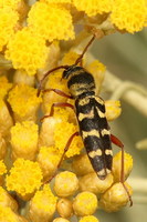 Paraplagionotus floralis