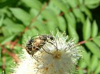 Judolia cerambyciformis var. anticereducta