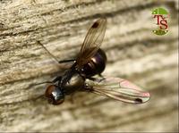 Sepsis cynipsea