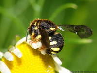 Anthidiellum strigatum