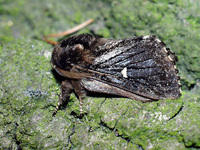 Cosmotriche lobulina