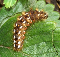 Acronicta rumicis - Knot Grass