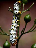Shargacucullia scrophulariae - Water Betony