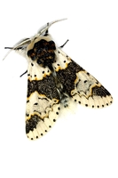 Furcula bicuspis - Alder Kitten