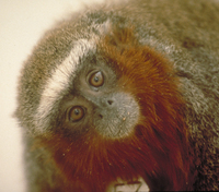 Ornate titi (Callicebus ornatus)