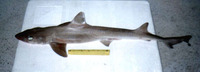 Mustelus canis, Dusky smooth-hound: fisheries, gamefish