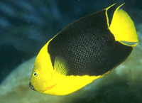 Holacanthus tricolor, Rock beauty: fisheries, aquarium