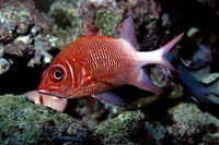Sargocentron caudimaculatum, Silverspot squirrelfish: fisheries, aquarium