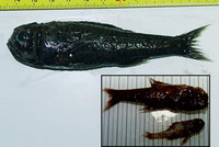 Poromitra megalops, :