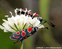 Zygaena carniolica