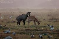 Image of: Boselaphus tragocamelus (nilgai)