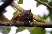 Image of: Callosciurus notatus (plantain squirrel)