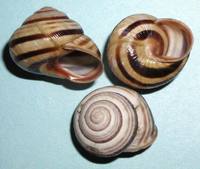 Cepaea vindobonensis