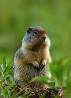 Image of: Spermophilus columbianus (Columbian ground squirrel)