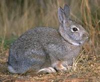 Image of: Sylvilagus nuttallii (mountain cottontail)