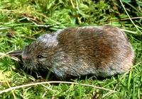 Image of: Synaptomys cooperi (southern bog lemming)