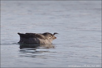 Aethia cristatella - Crested Auklet