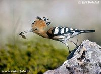 Upupa epops - Eurasian Hoopoe