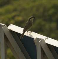 Lichenostomus virescens - Singing Honeyeater