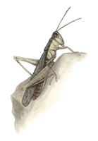 Image of: Chorthippus brunneus