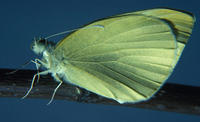 Image of: Pieris rapae (imported cabbageworm)