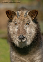 Naemorhedus crispus - Japanese Serow