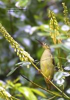 Image of: Arachnothera flavigaster (spectacled spiderhunter)