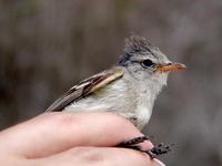 Image of: Camptostoma obsoletum (southern beardless tyrannulet)