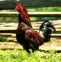 Image of: Gallus gallus (red junglefowl)