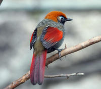 Image of: Garrulax milnei (red-tailed laughingthrush)